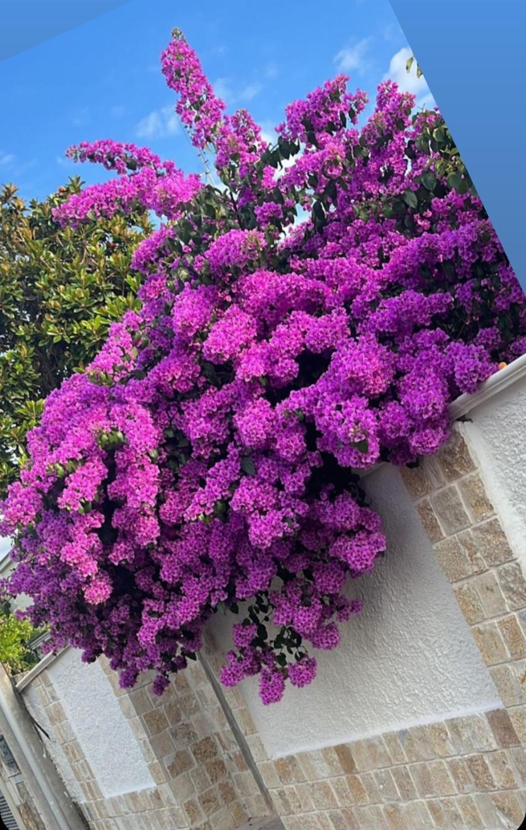 Villa Guajira Bari Eksteriør billede